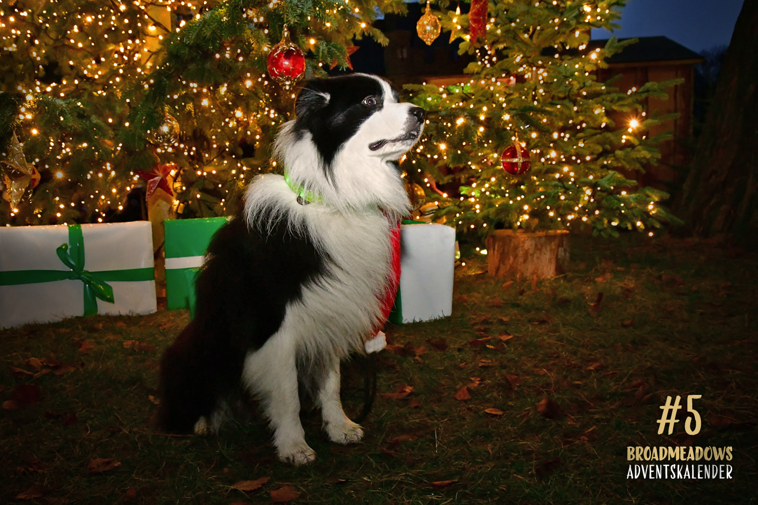 Broadmeadows Border Collies Adventskalender – No. 5: »Joey« (Broadmeadows Black Diamond)