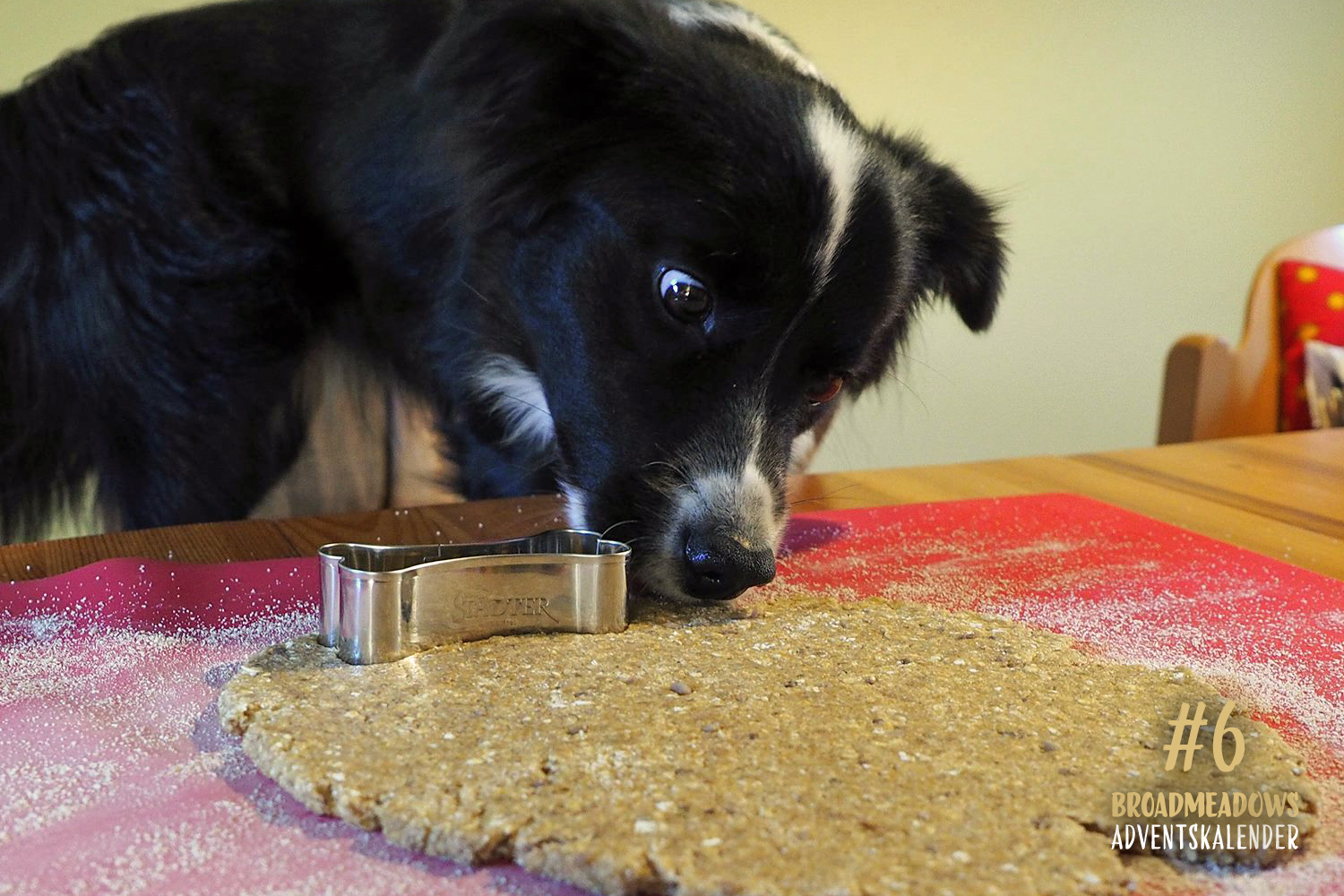 Broadmeadows Border Collies Adventskalender – No. 6: »Zoe« (Broadmeadows Cheek to Cheek)