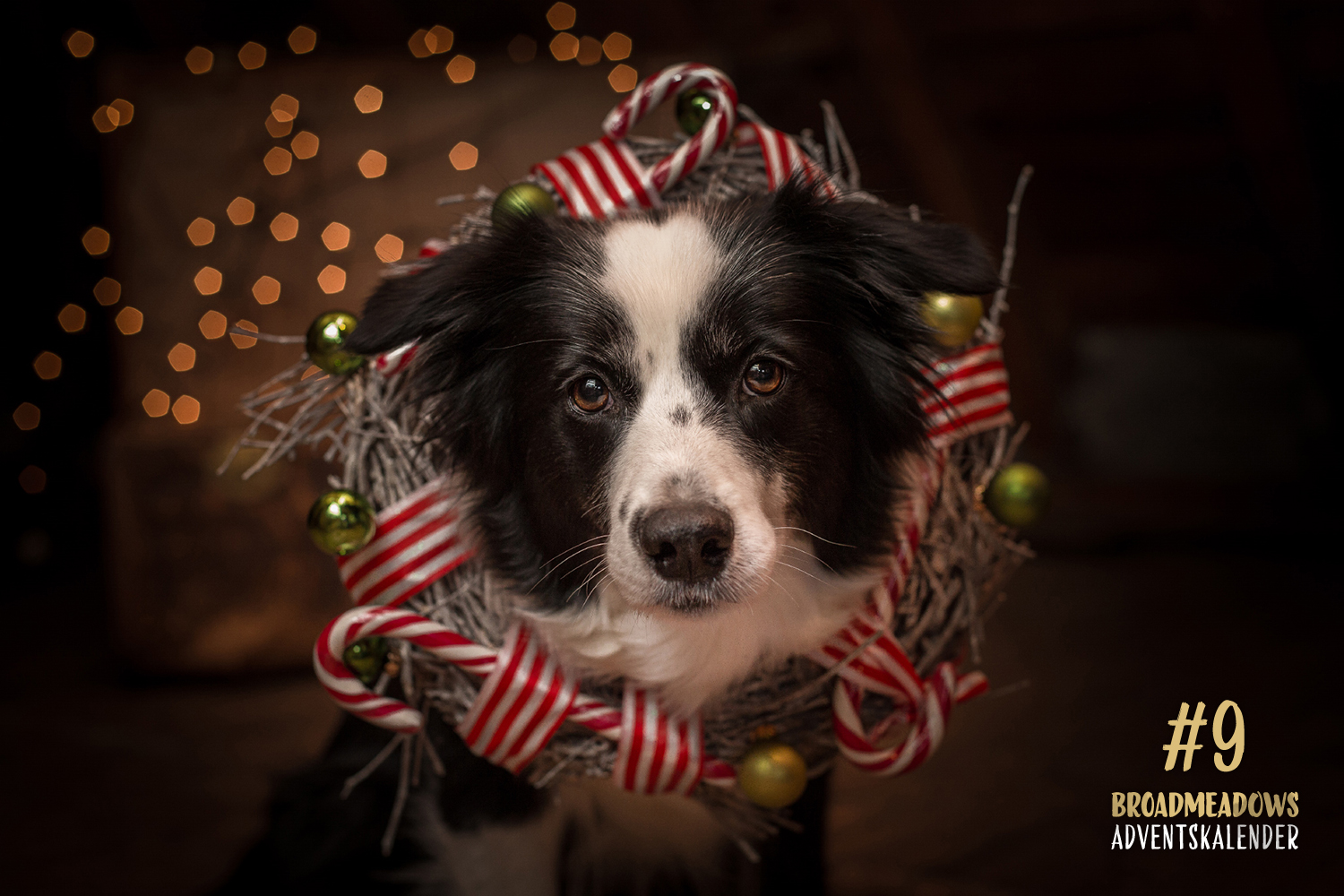 Broadmeadows Border Collies Adventskalender – No. 9: »Nell« (On My Own Nell Now or never)