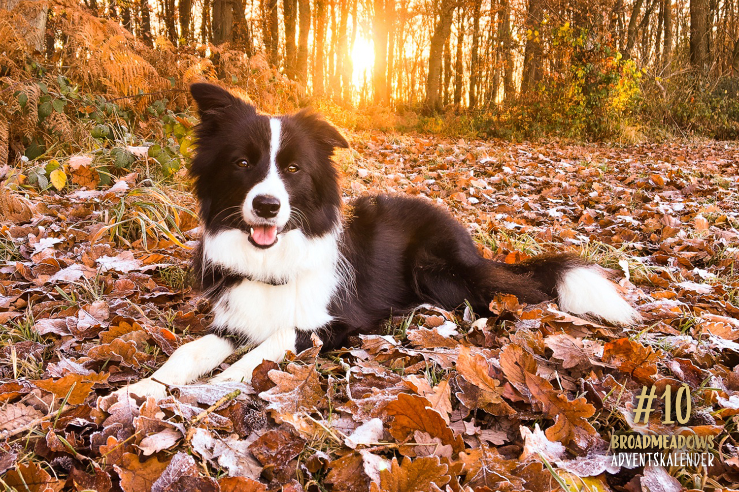 Broadmeadows Border Collies Adventskalender – No. 10: »Nova« (Broadmeadows Champagne Supernova)