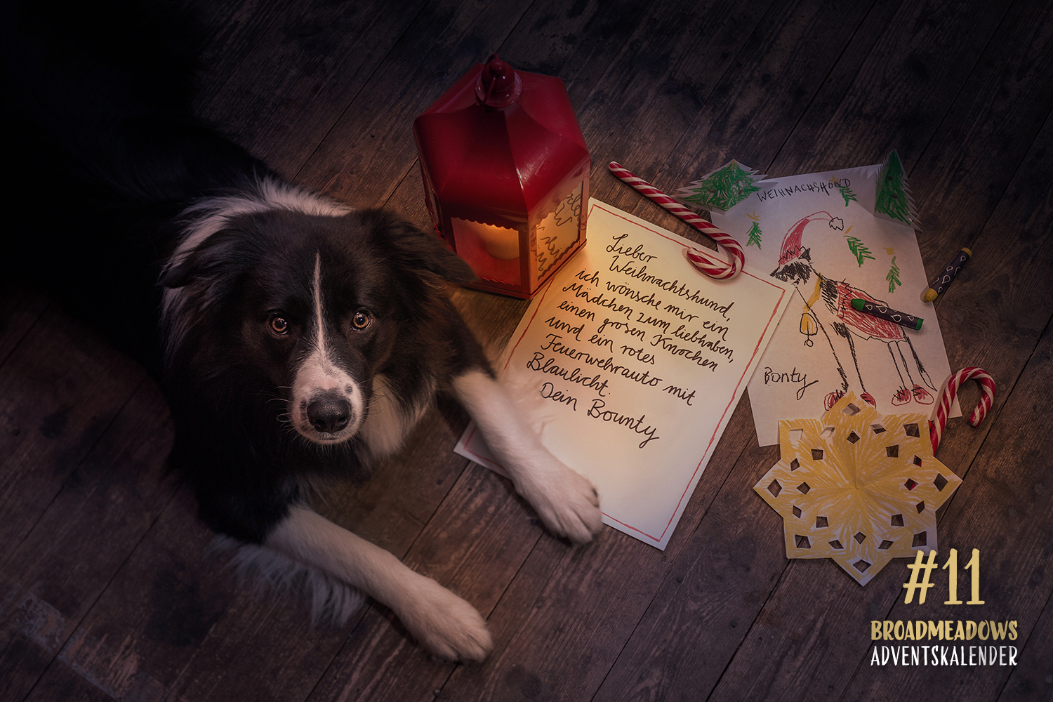 Broadmeadows Border Collies Adventskalender – No. 11: »Bounty« (Broadmeadows Dressed for Success)