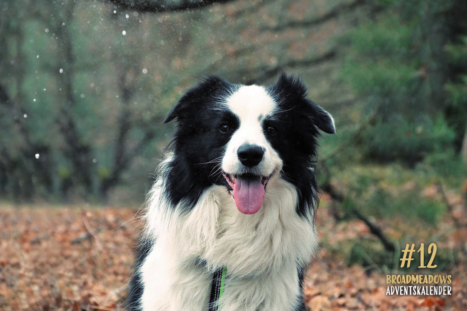 Broadmeadows Border Collies Adventskalender – No. 12: »Arix« (Broadmeadows Aston Martin)