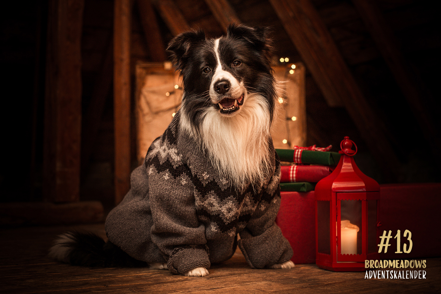 Broadmeadows Border Collies Adventskalender – No. 13: »Zion« (Broadmeadows Avalon)