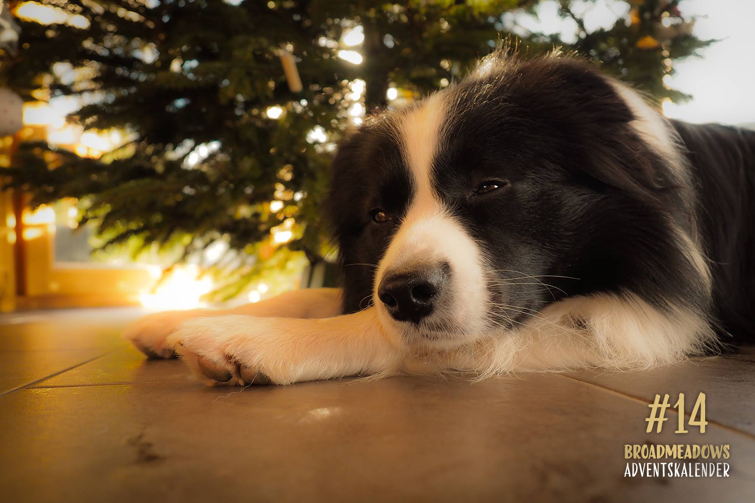 Broadmeadows Border Collies Adventskalender – No. 14: »Lou« (Broadmeadows A-Punk)