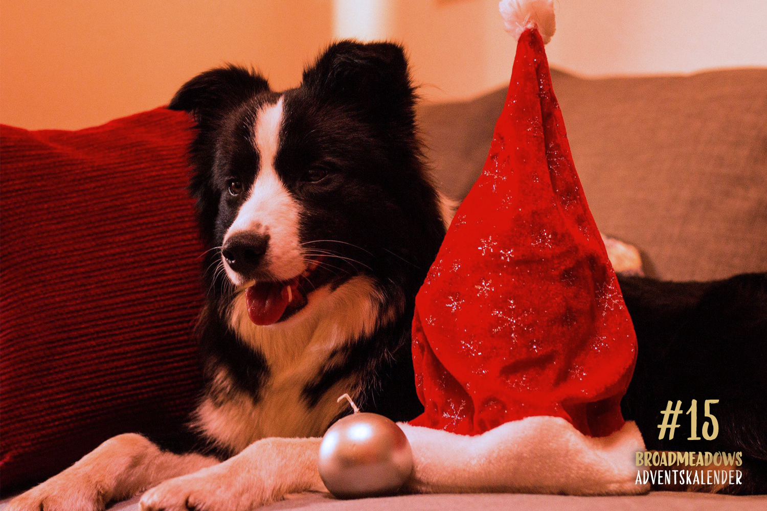 Broadmeadows Border Collies Adventskalender – No. 15: »Crazy« (Broadmeadows Crazy in Love)