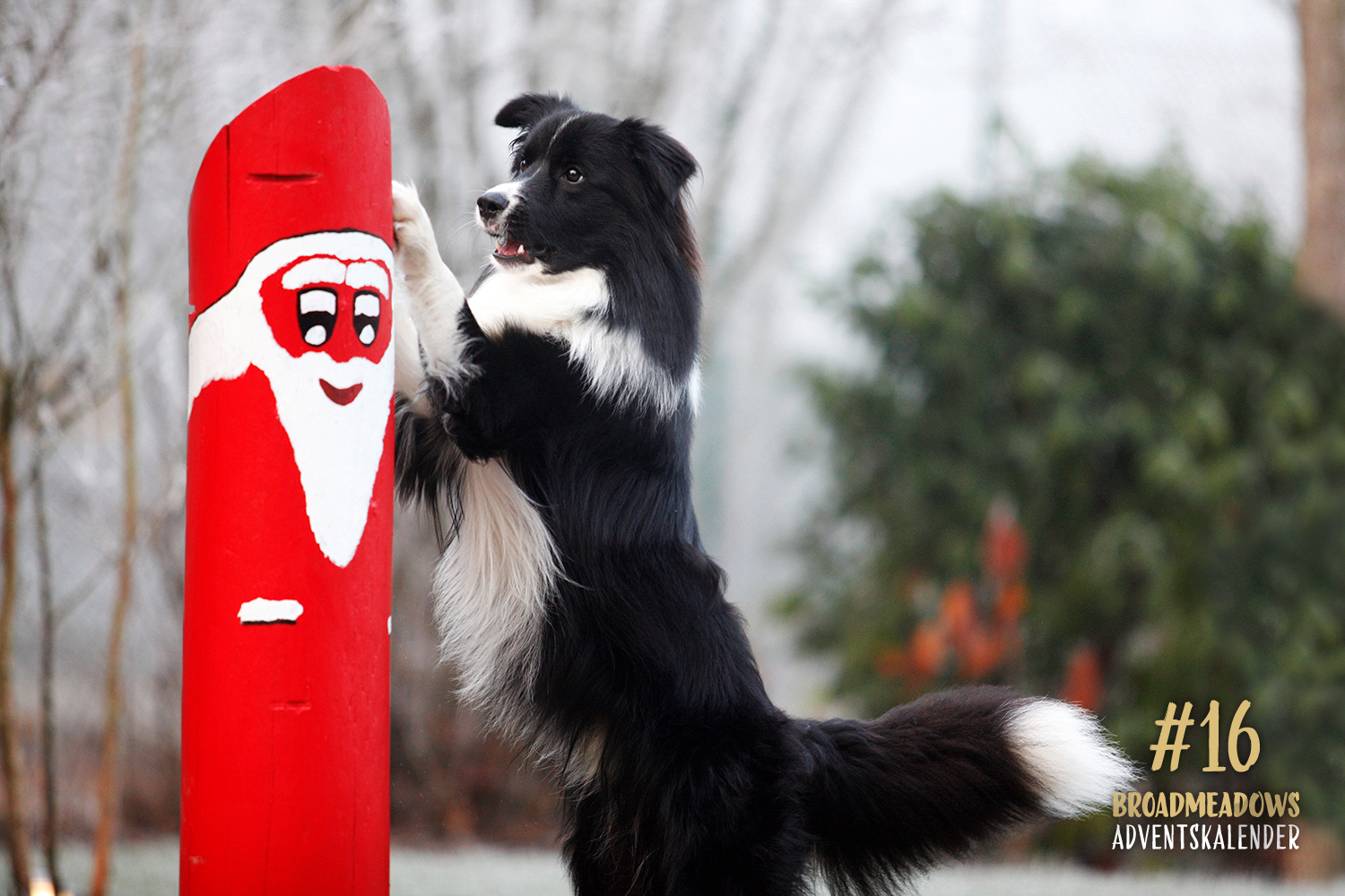 Broadmeadows Border Collies Adventskalender – No. 16: »Bran« (Broadmeadows Cloud Rider)