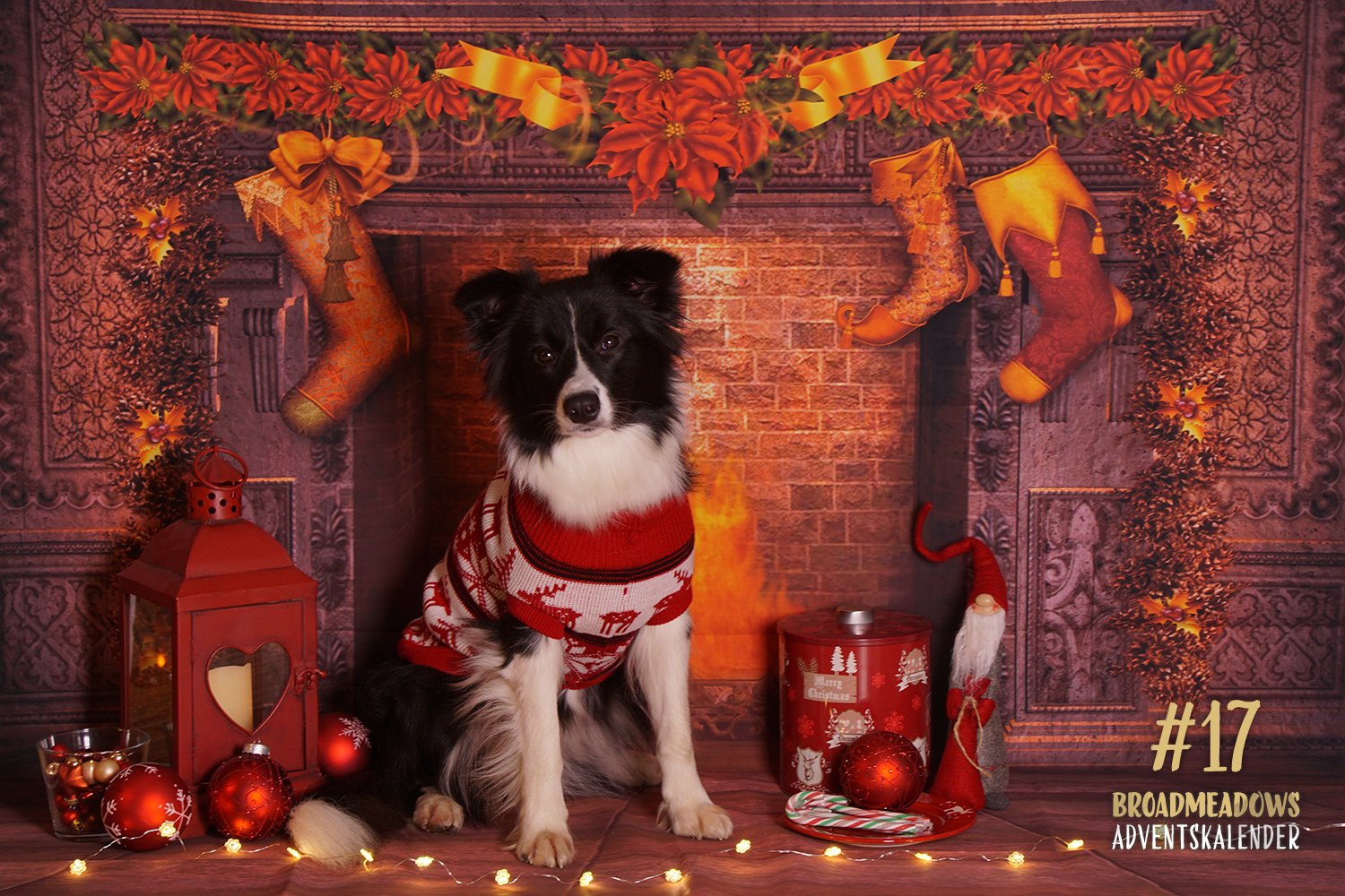 Broadmeadows Border Collies Adventskalender – No. 17: »Ellie« (Broadmeadows Celebrity Skin)