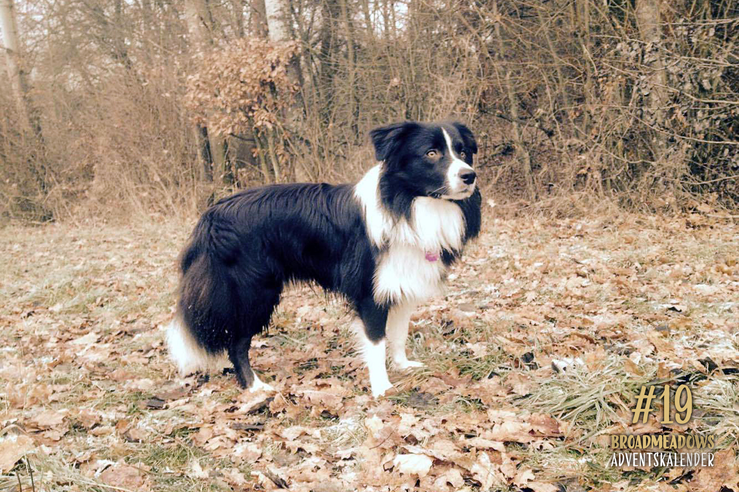 Broadmeadows Border Collies Adventskalender – No. 19: »Zeppo« (Broadmeadows David Bowie)