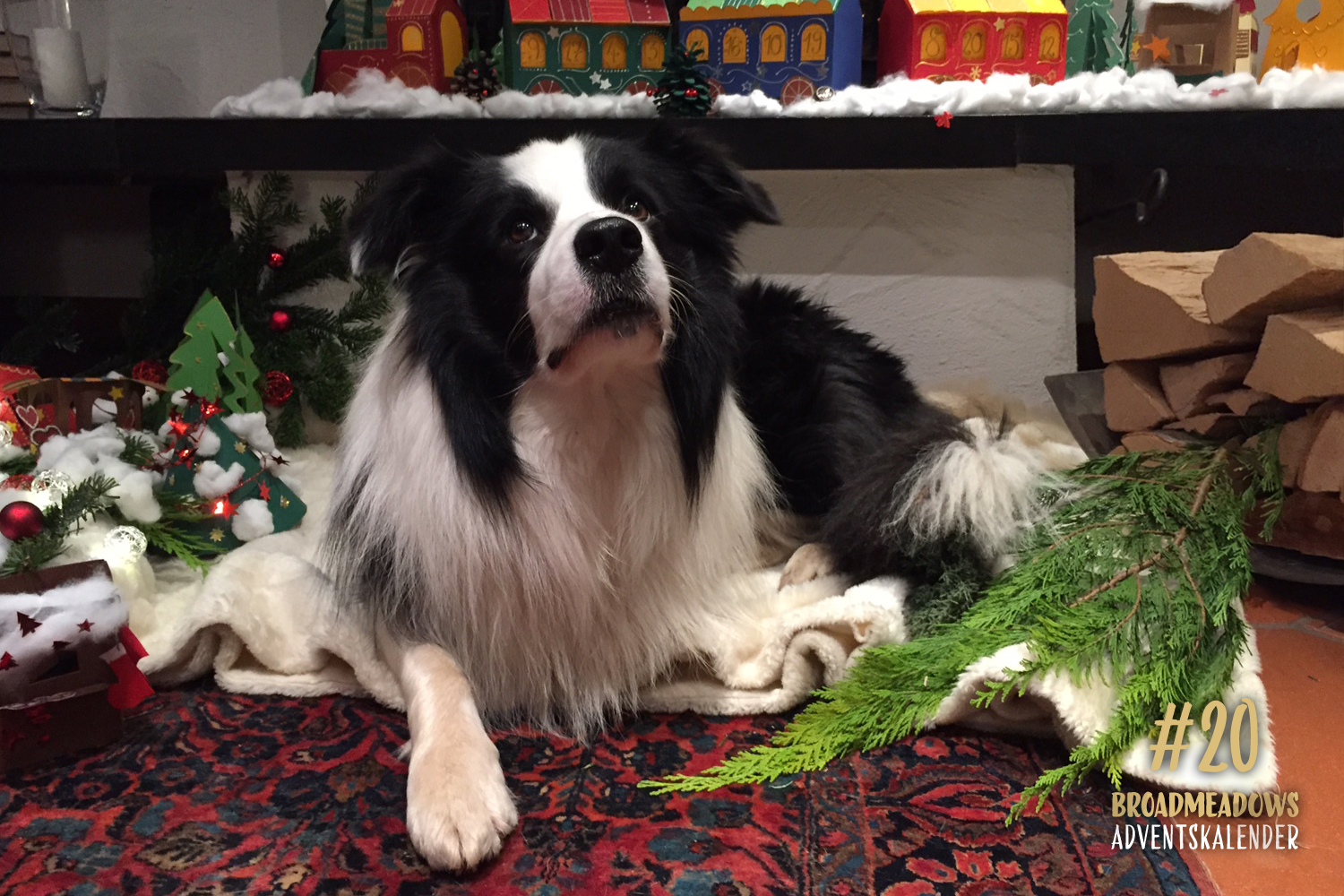 Broadmeadows Border Collies Adventskalender – No. 20: »Beau« (Broadmeadows Bouncing off Clouds)