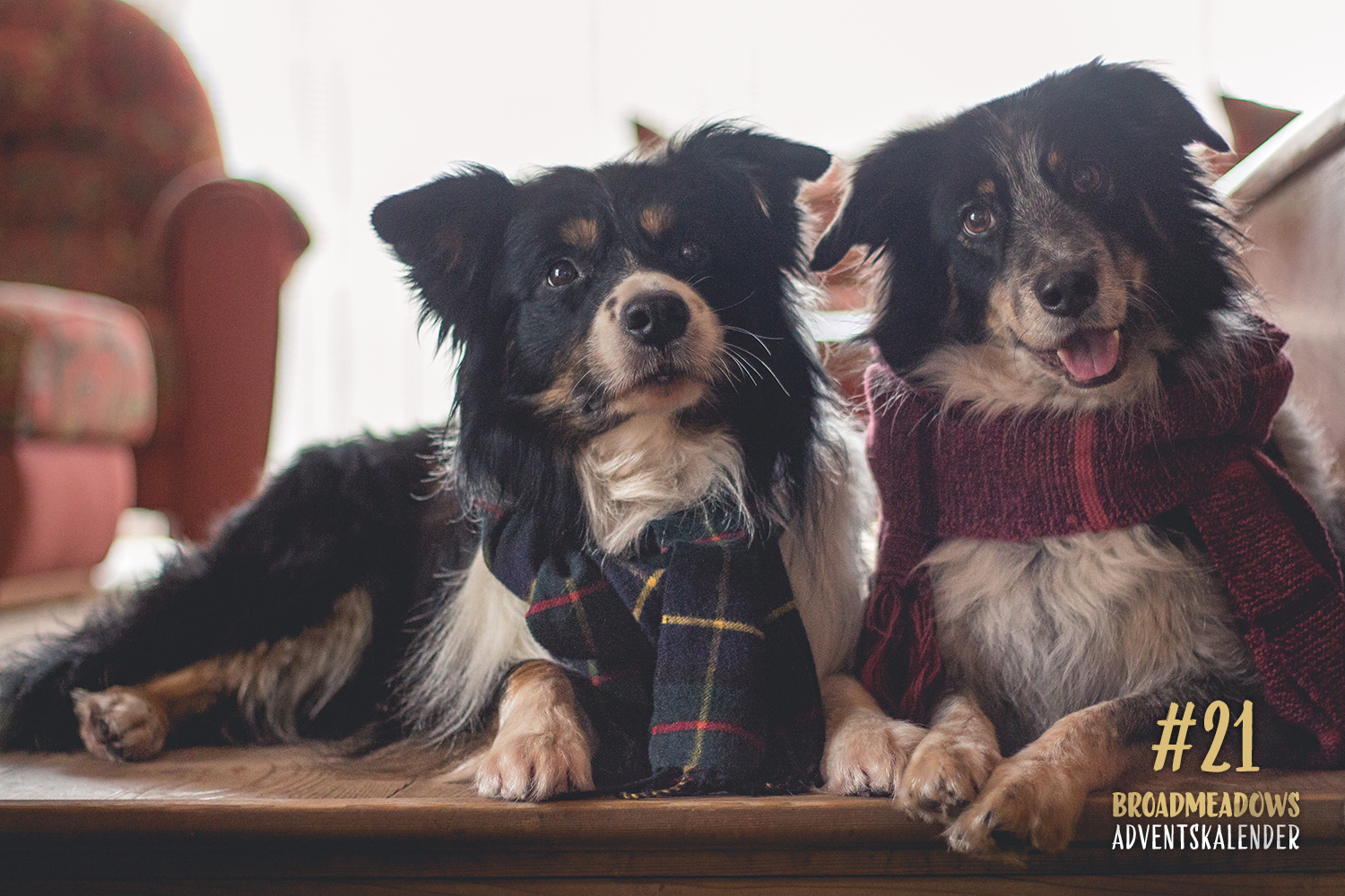 Broadmeadows Border Collies Adventskalender – No. 21: »Neo« (Dimni from Spirit of the Highland) und »Amy«