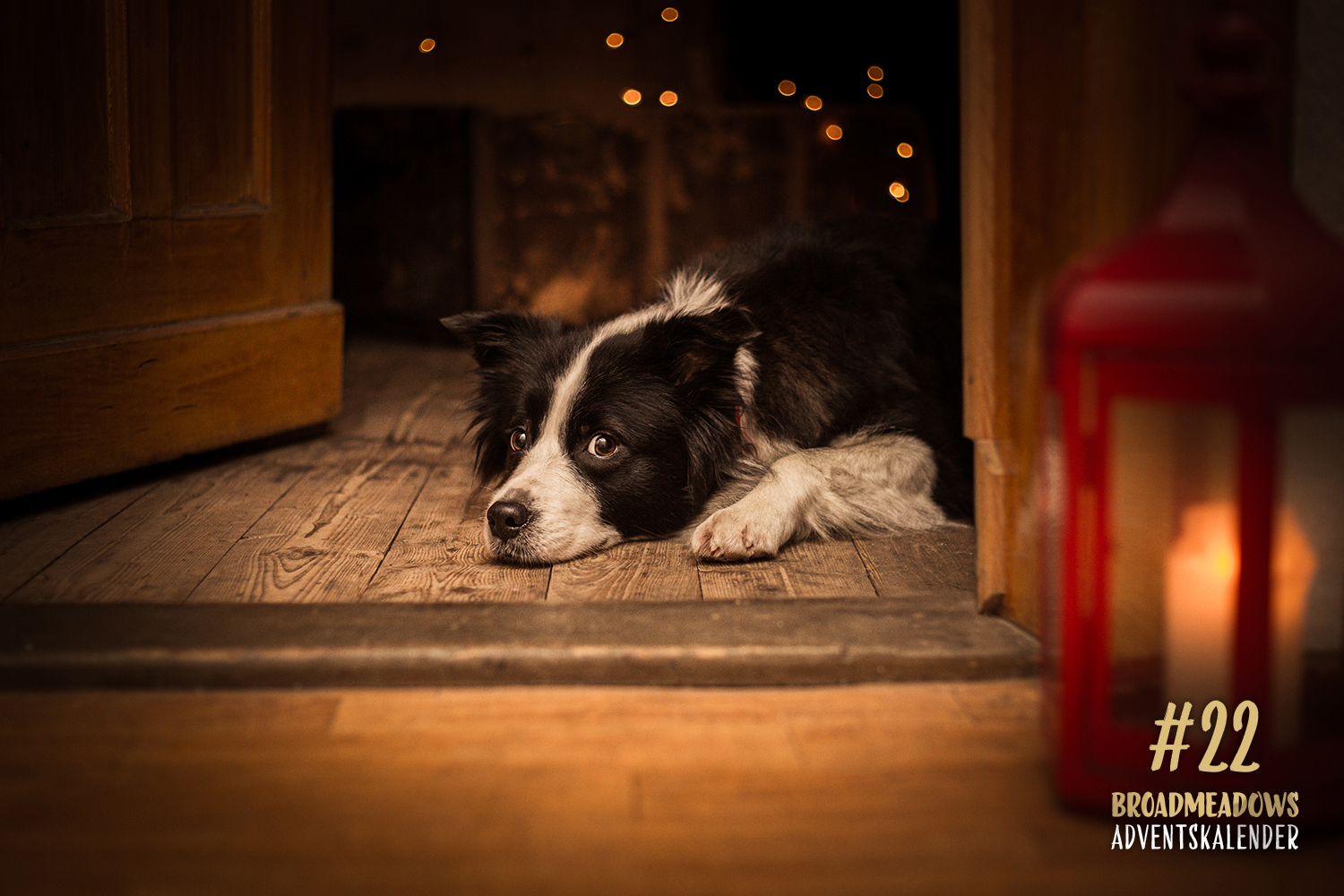 Broadmeadows Border Collies Adventskalender – No. 22: »Ida« (Uta's Jaywalkers Amidala)