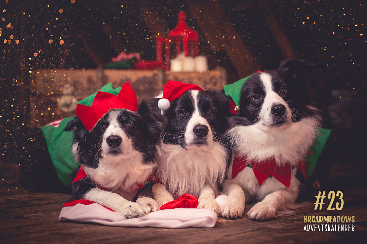 Broadmeadows Border Collies Adventskalender – No. 23: Nell, Zion und Ida