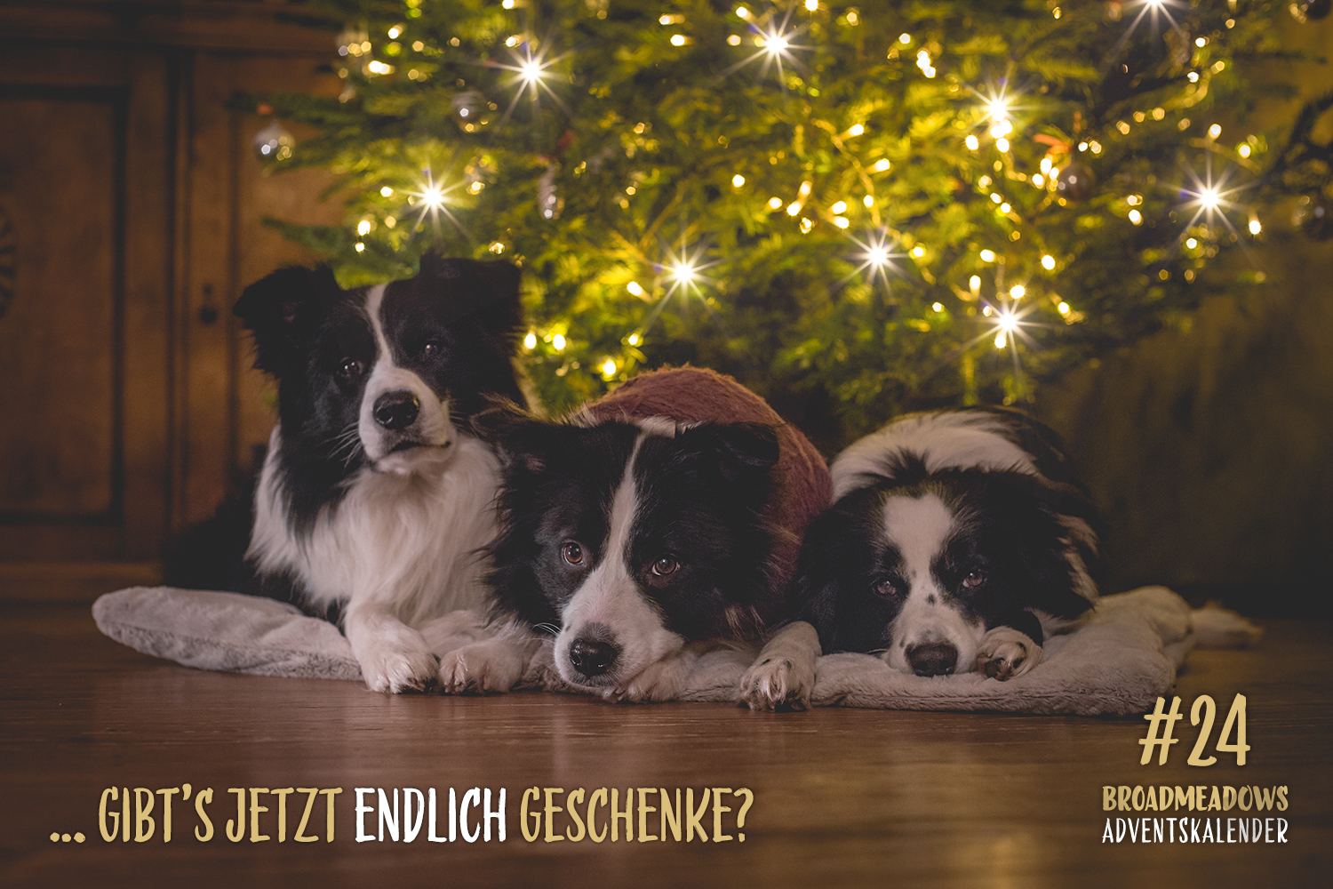 Broadmeadows Border Collies Adventskalender – No. 24: Wir wünschen frohe Feiertage!