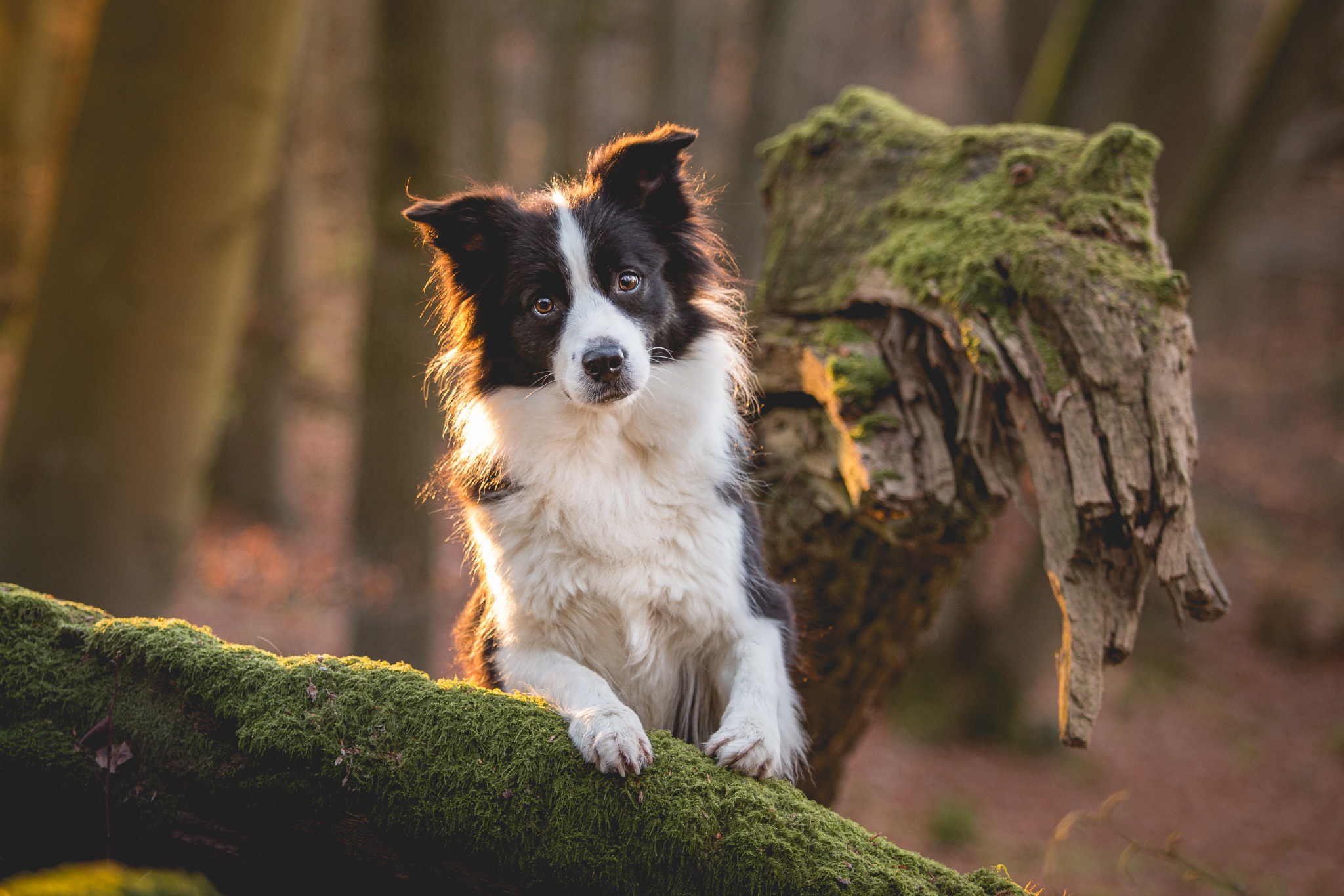 Border Collie Hündin Ida hat Krebs