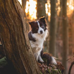 Border Collie Hündin Ida hat Krebs