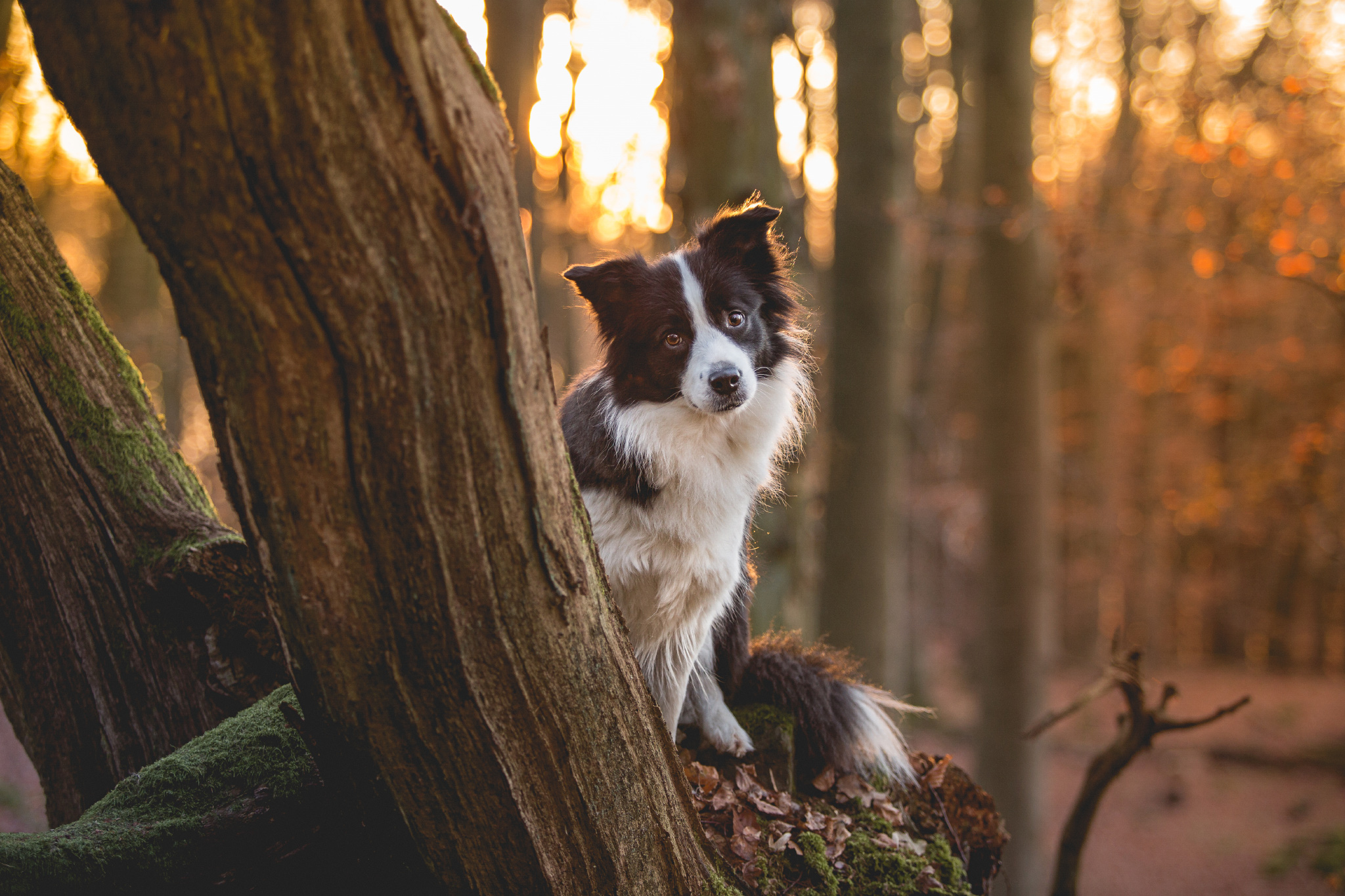 Border Collie Hündin Ida hat Krebs