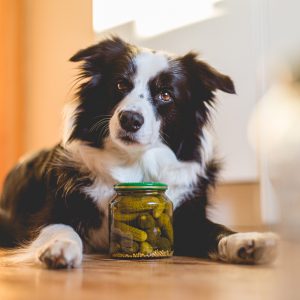 Nell in der zweiten Trächtigkeitswoche: ein wenig Border Collie, ein wenig Labrador – und ganz viel Gurkenkönigin