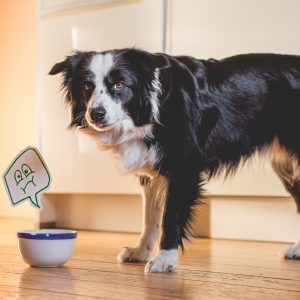 Die dritte Trächtigkeitswoche: Nell, der Napf und ein bisschen Nausea