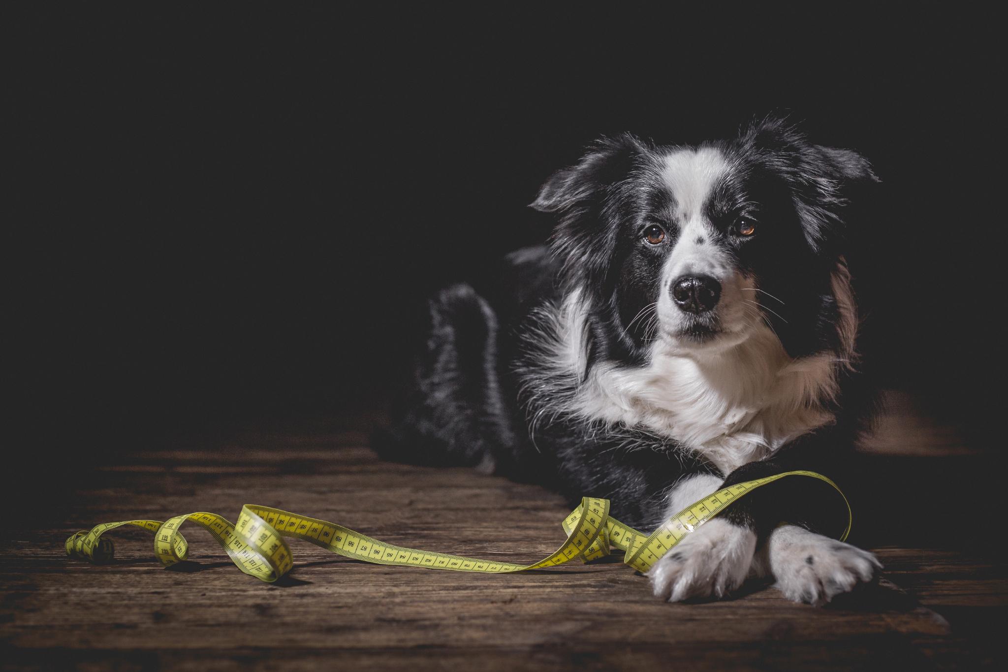 Nell in der fünften Trächtigkeitswoche