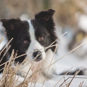 Border Collie Ida