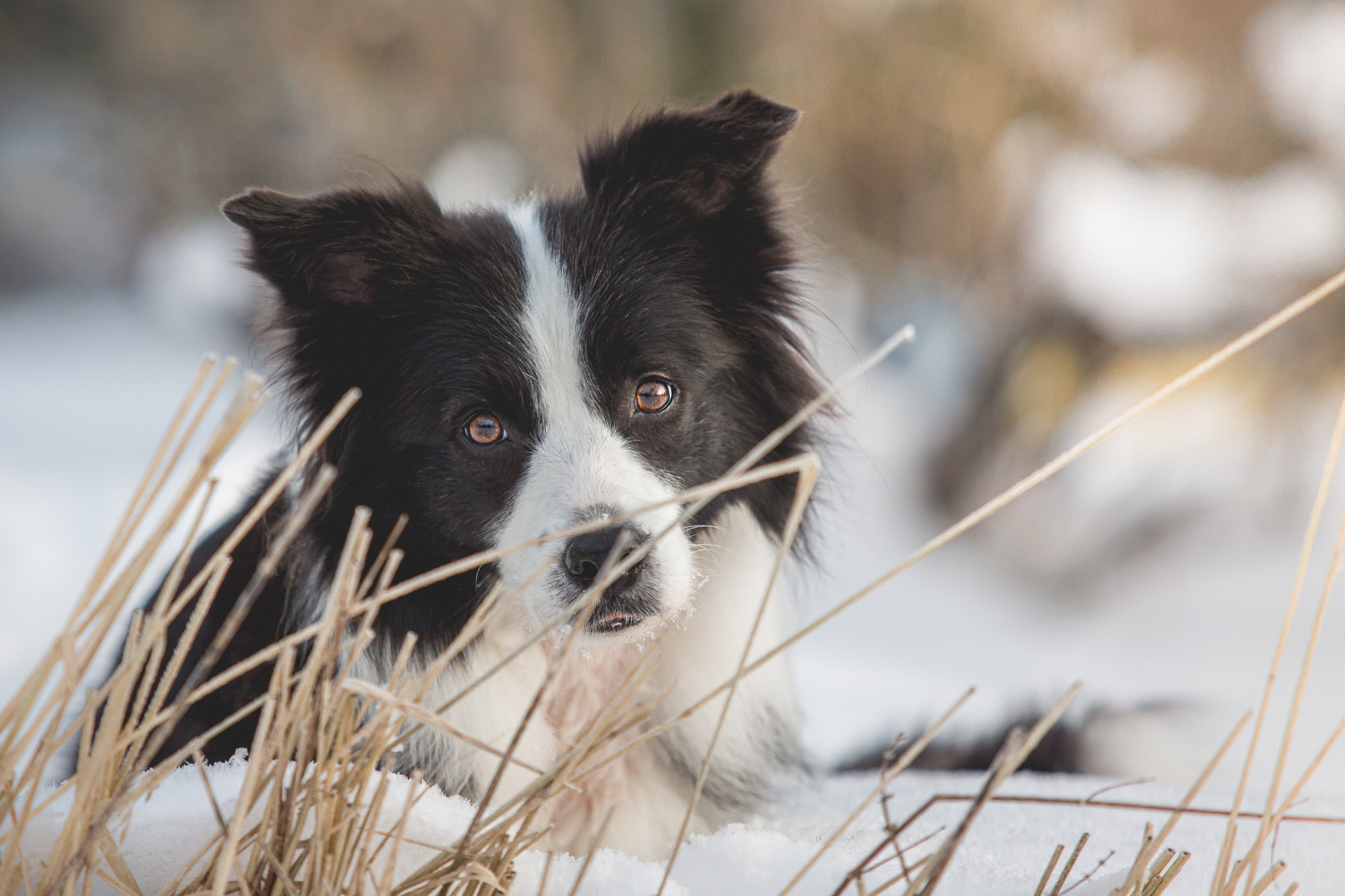 Border Collie Ida