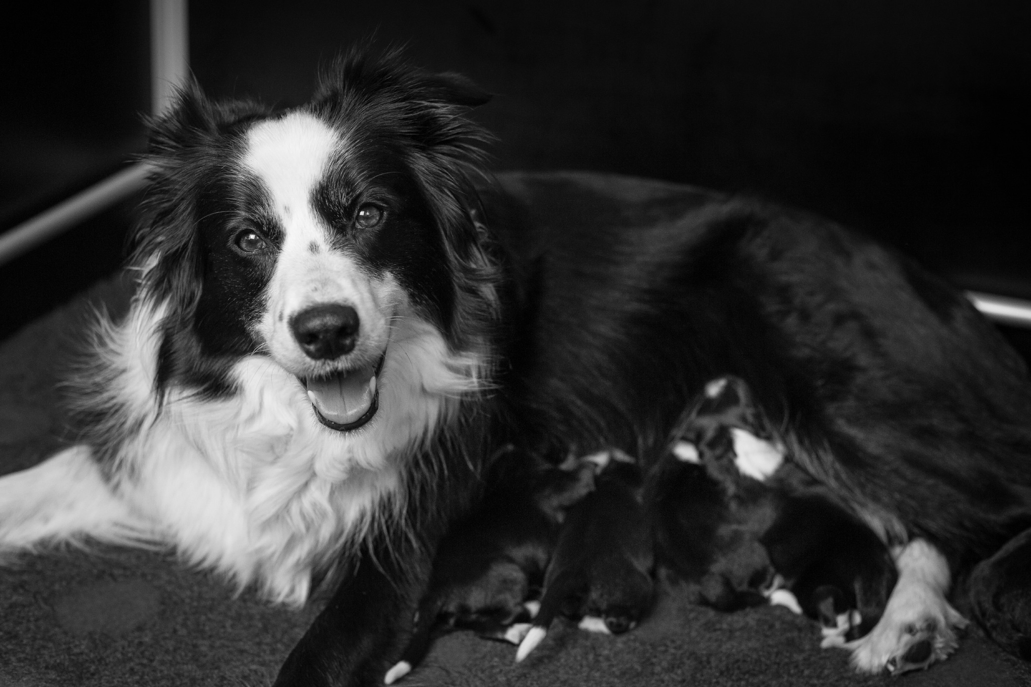 Border Collie Hündin Nell mit ihren Welpen