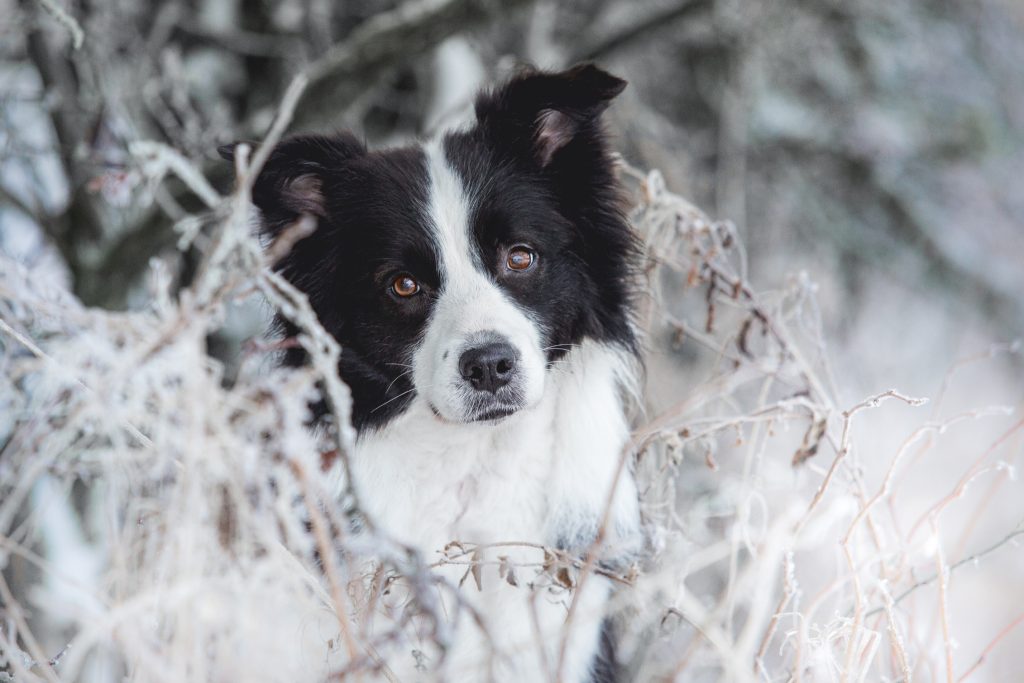 08|01|2017 – Border Collie Hündin Ida