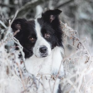 08|01|2017 – Border Collie Hündin Ida