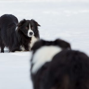 05|02|2017 – Geburtstagsspaziergang mit fünf Border Collies