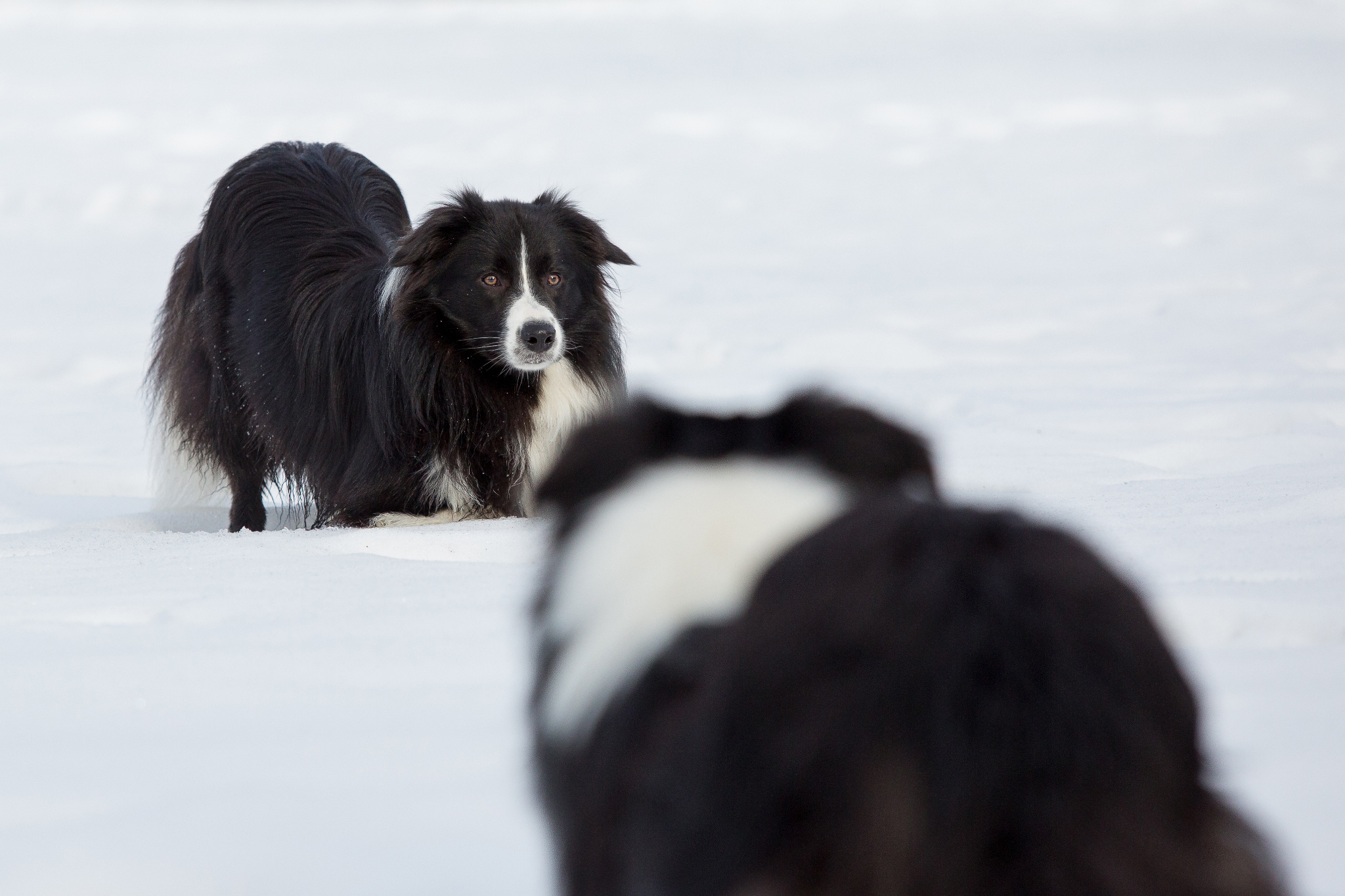 05|02|2017 – Geburtstagsspaziergang mit fünf Border Collies