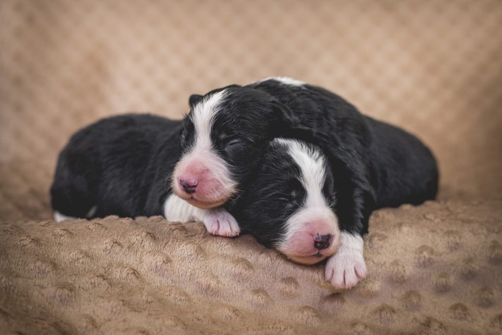 Eine Woche alt: unsere beiden Border Collie Rüden