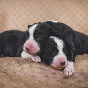 Eine Woche alt: unsere beiden Border Collie Rüden