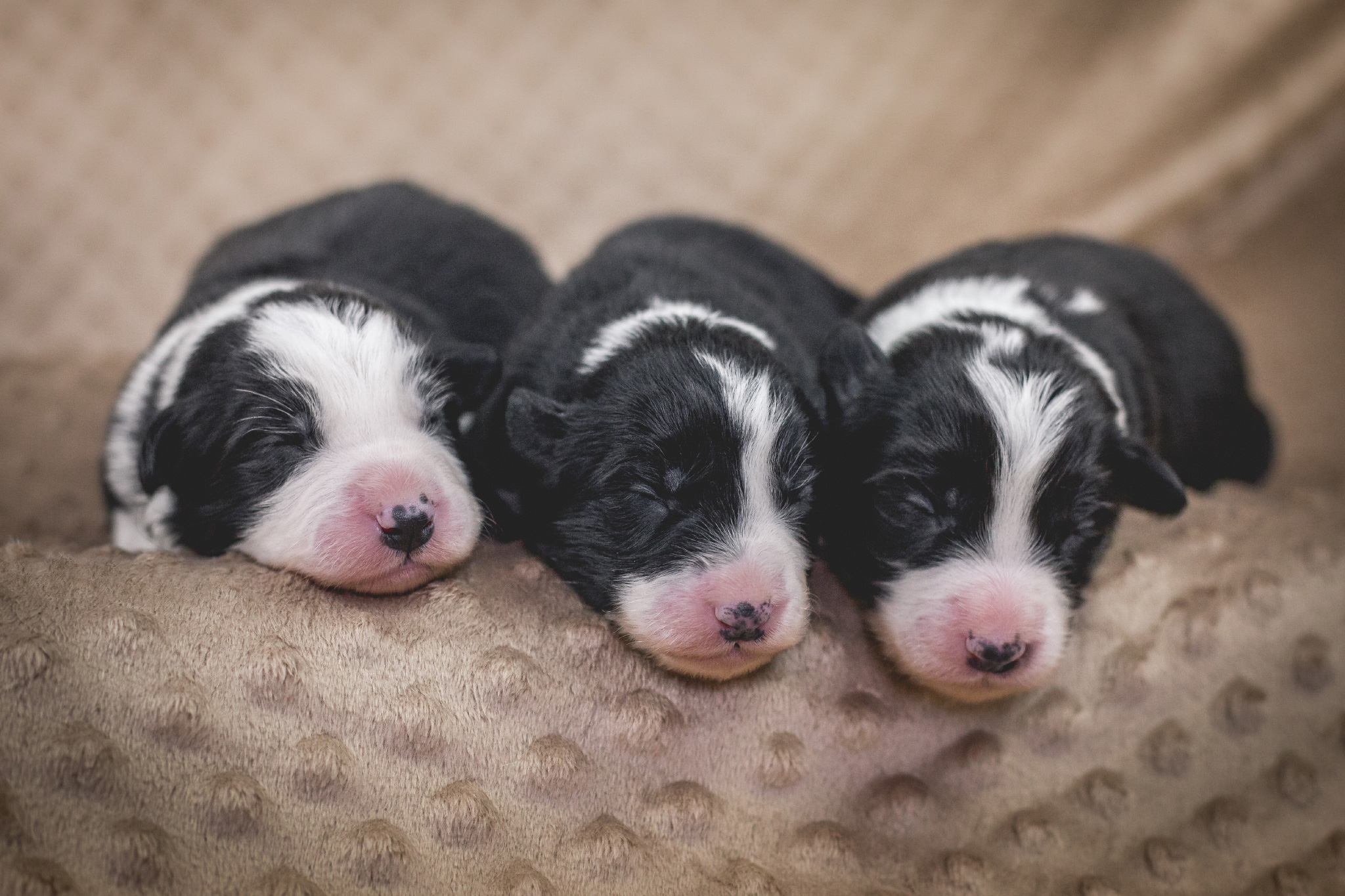 Eine Woche alt: unsere Border Collie Hündinnen