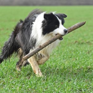 Border Collie Joey im Marienfeld