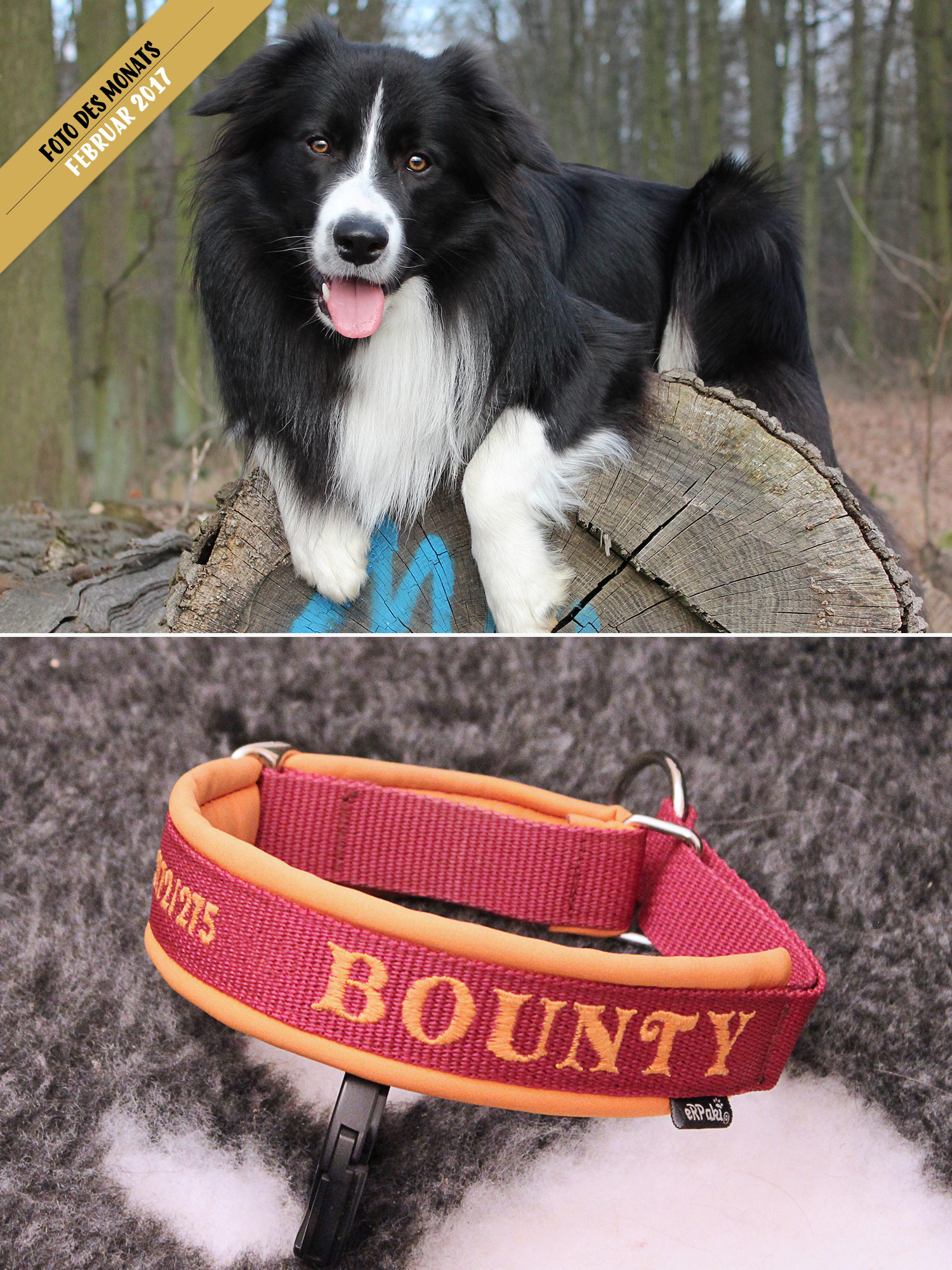 »Bounty« (Broadmeadows Dressed for Success): Sicher mit Halsband