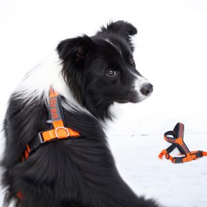 Border Collie Bran mit Geschirr