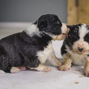 09|03|2017 – Die erste Mahlzeit für unsere fünf Border Collie Welpen