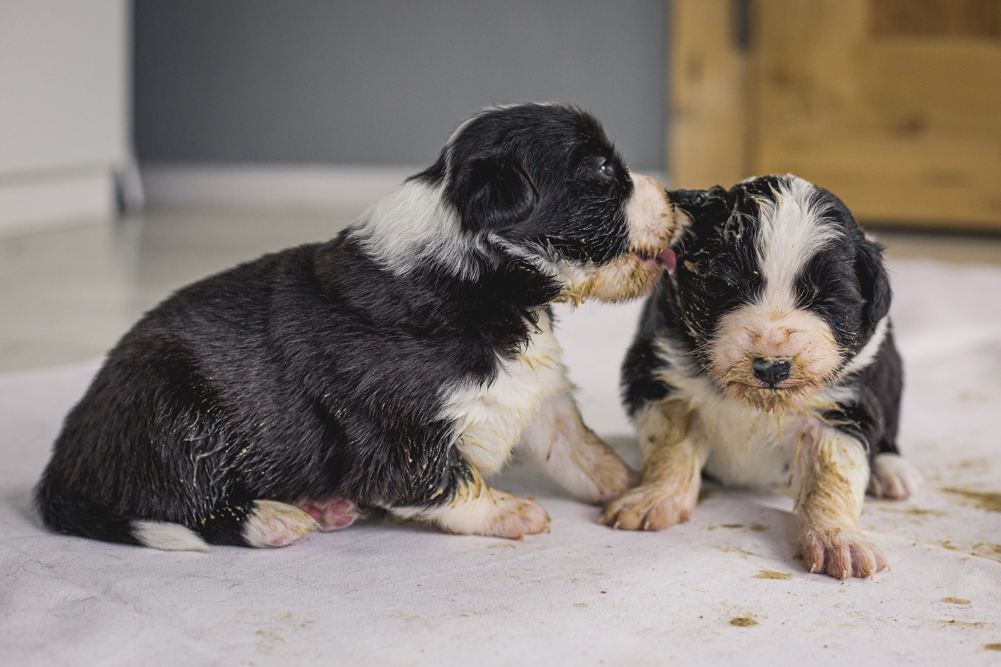 09|03|2017 – Die erste Mahlzeit für unsere fünf Border Collie Welpen