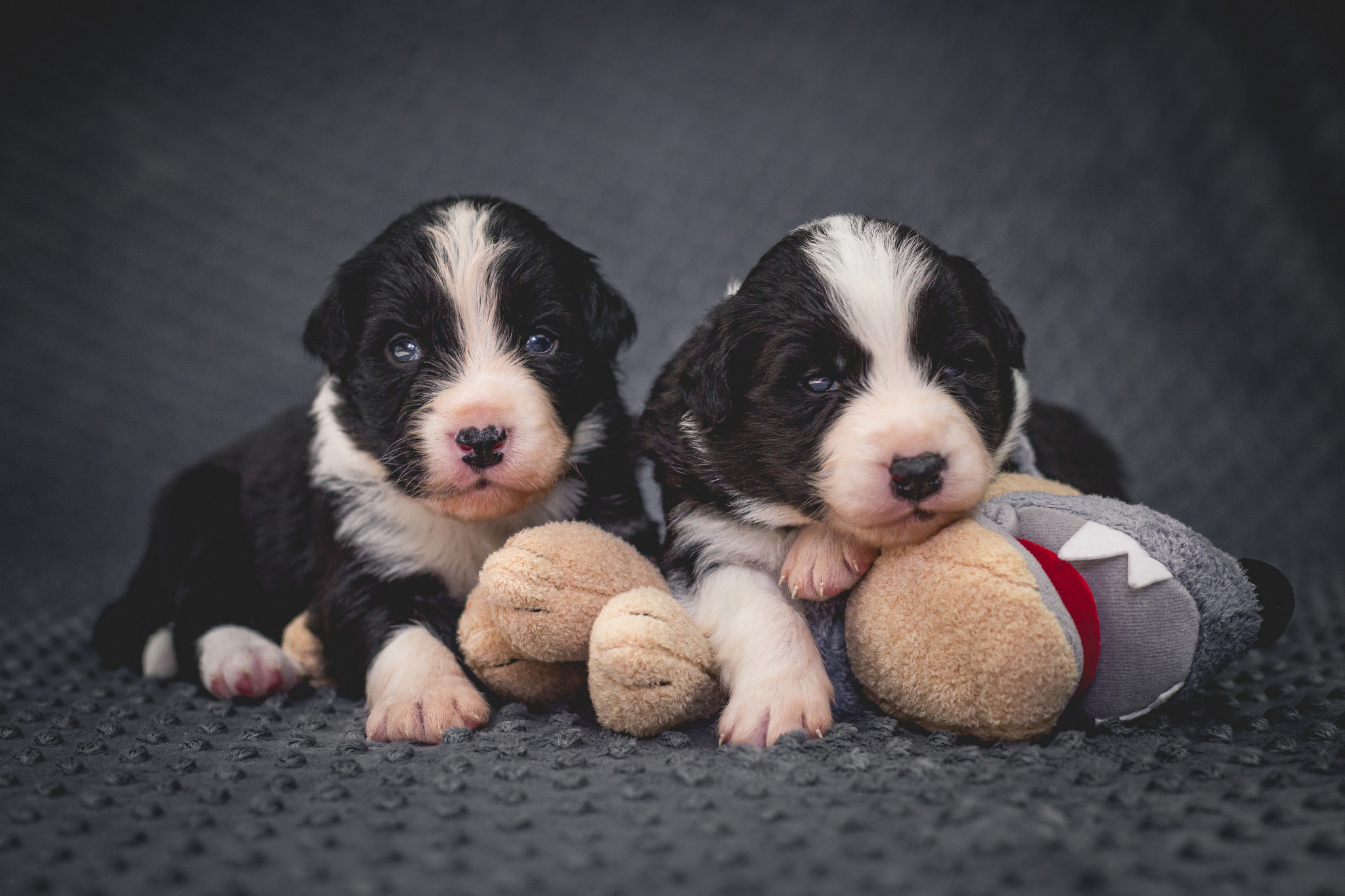 12|03|2017 – Drei Wochen alt: unsere beiden Border Collie Rüden