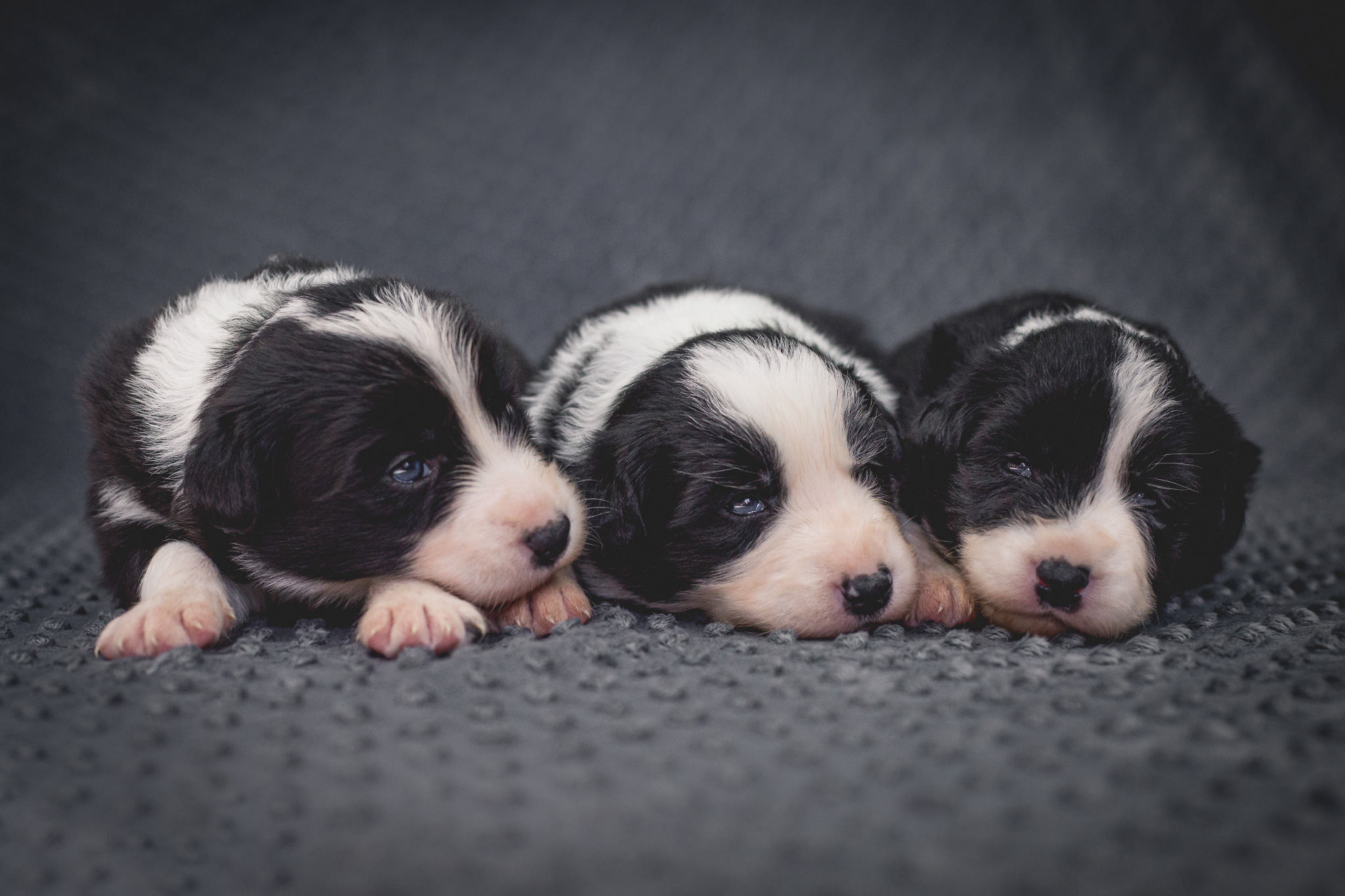 12|03|2017 – Drei Wochen alt: unsere drei Border Collie Hündinnen