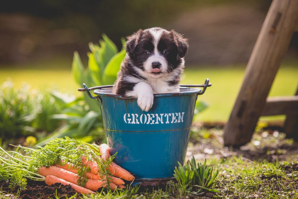 26|03|2017 – Unsere Border Collie Welpen sind fünf Wochen alt