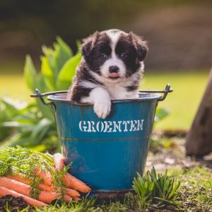 26|03|2017 – Unsere Border Collie Welpen sind fünf Wochen alt