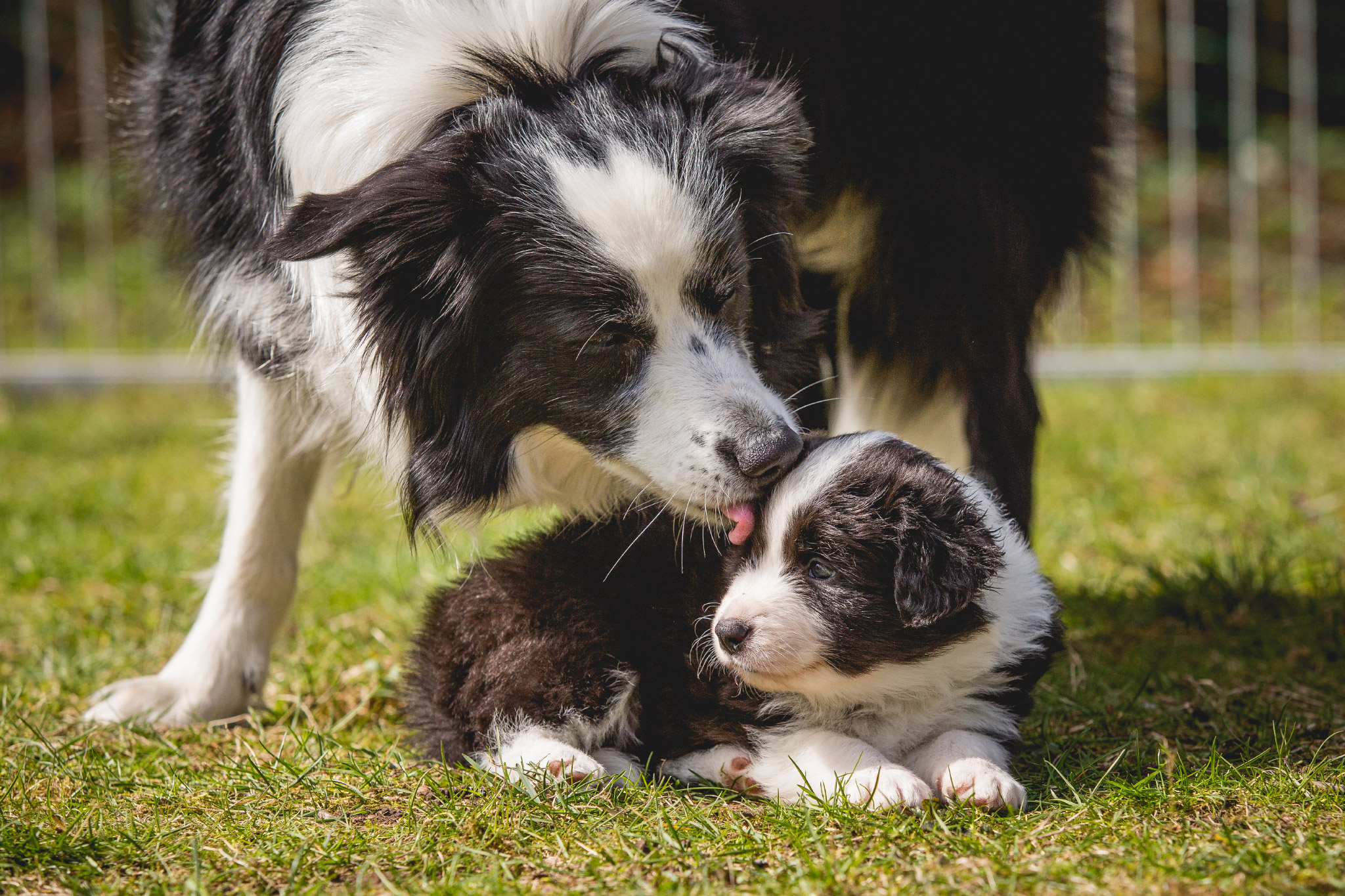 25|03|2017 – Unsere Border Collie Welpen in der 6. Lebenswoche