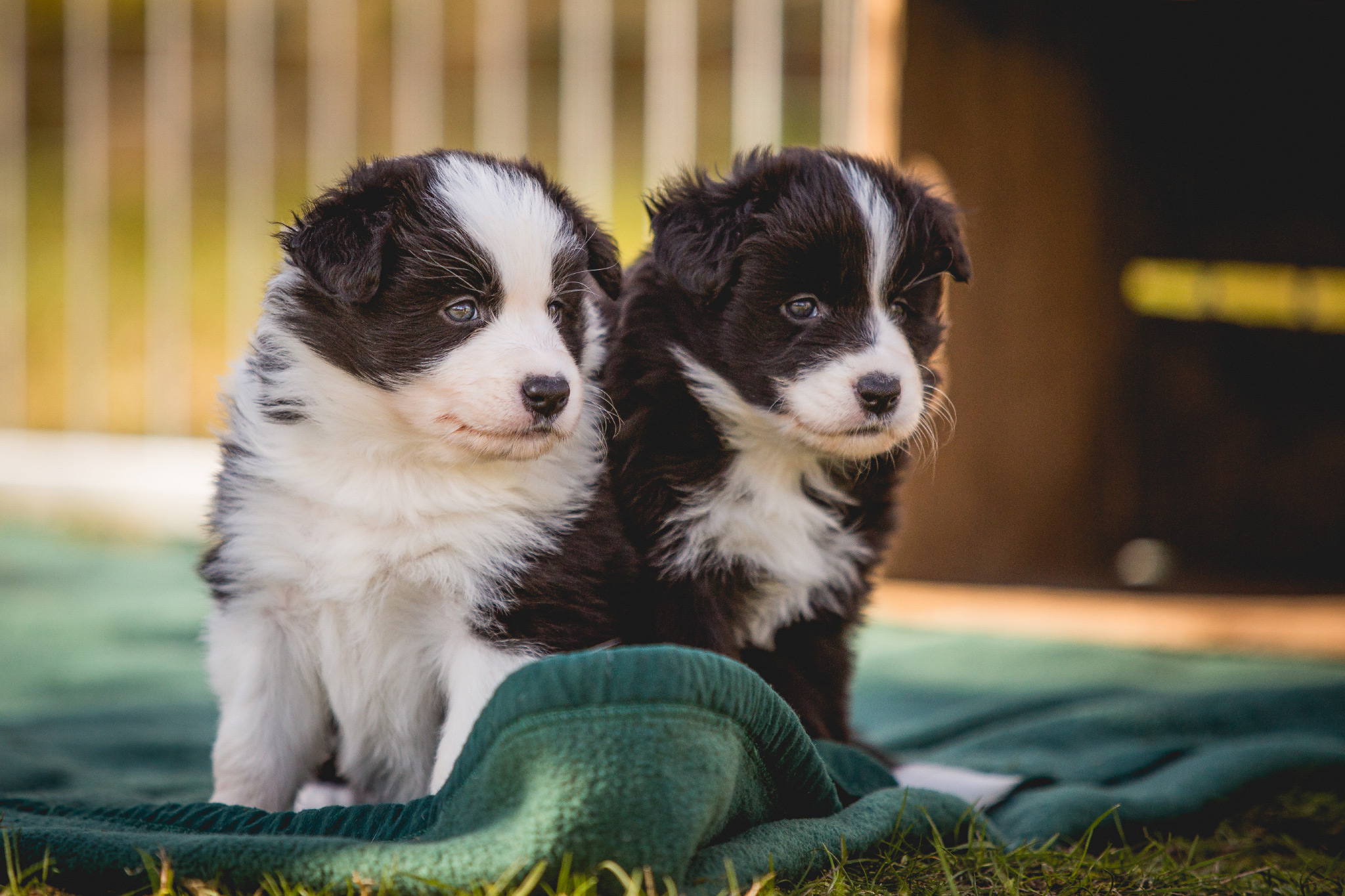 25|03|2017 – Unsere Border Collie Welpen in der 6. Lebenswoche