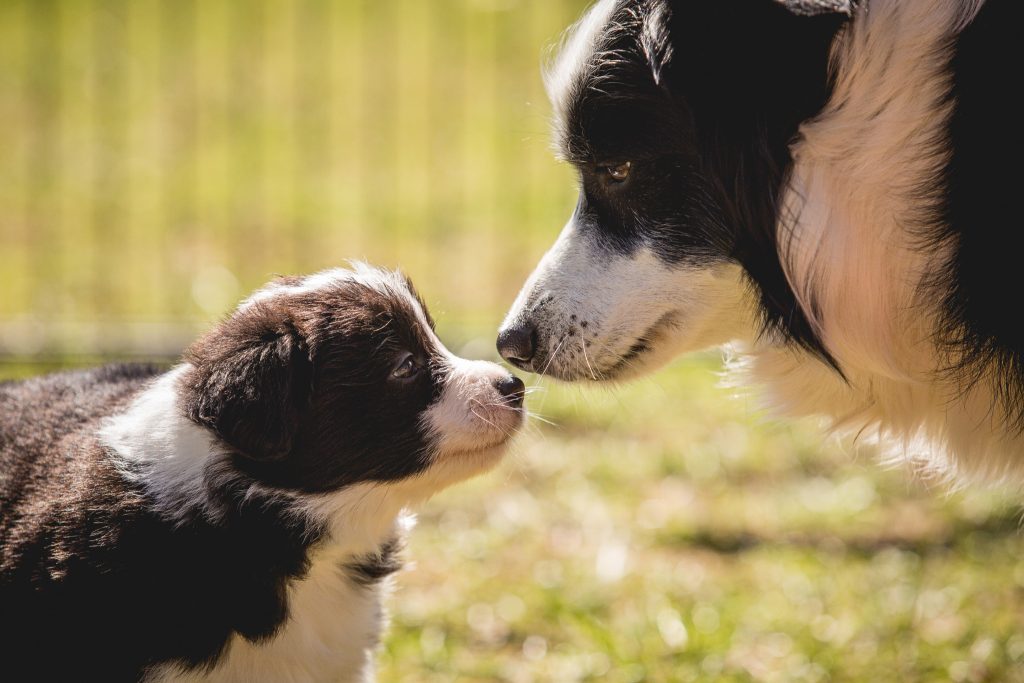 27|03|2017 – Unsere Border Collie Welpen in der 6. Lebenswoche