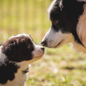 27|03|2017 – Unsere Border Collie Welpen in der 6. Lebenswoche