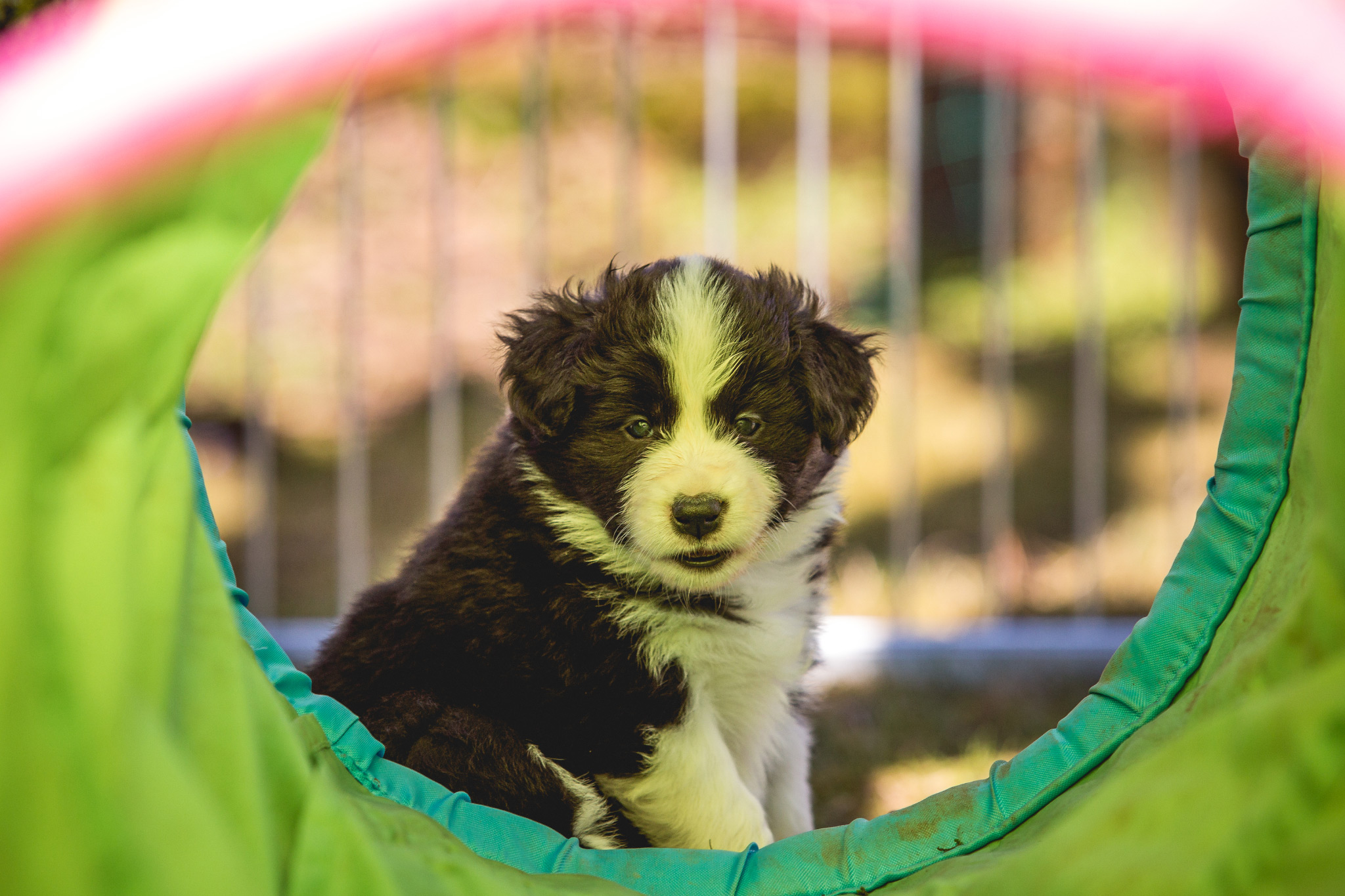 27|03|2017 – Unsere Border Collie Welpen in der 6. Lebenswoche