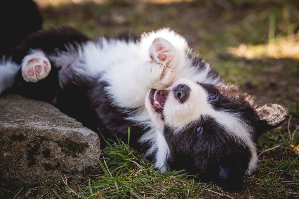 28|03|2017 – Unsere Border Collie Welpen in der 6. Lebenswoche