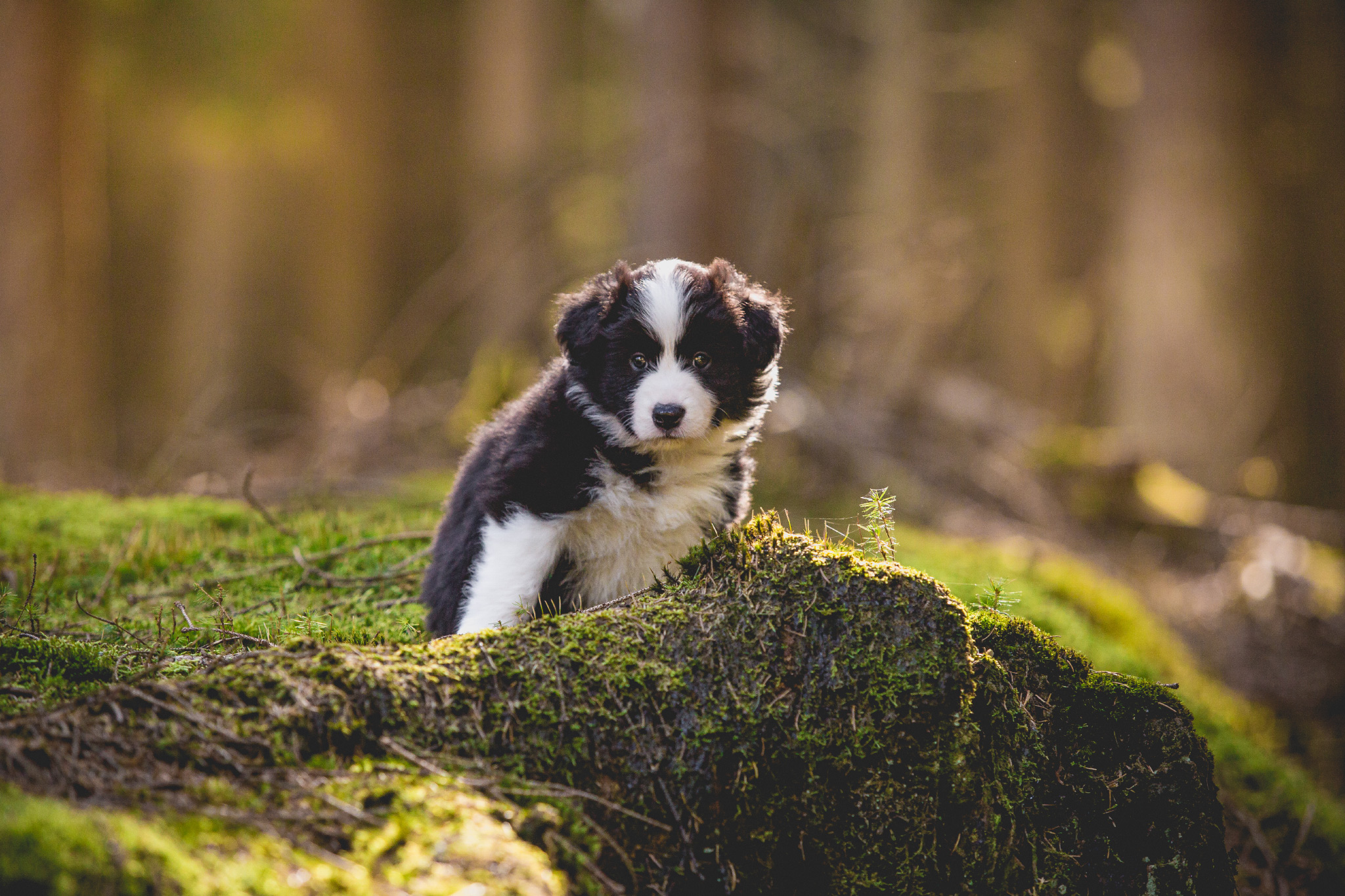 02|04|2017 – Abenteuer im Wald: unsere Welpen in der 6. Lebenswoche