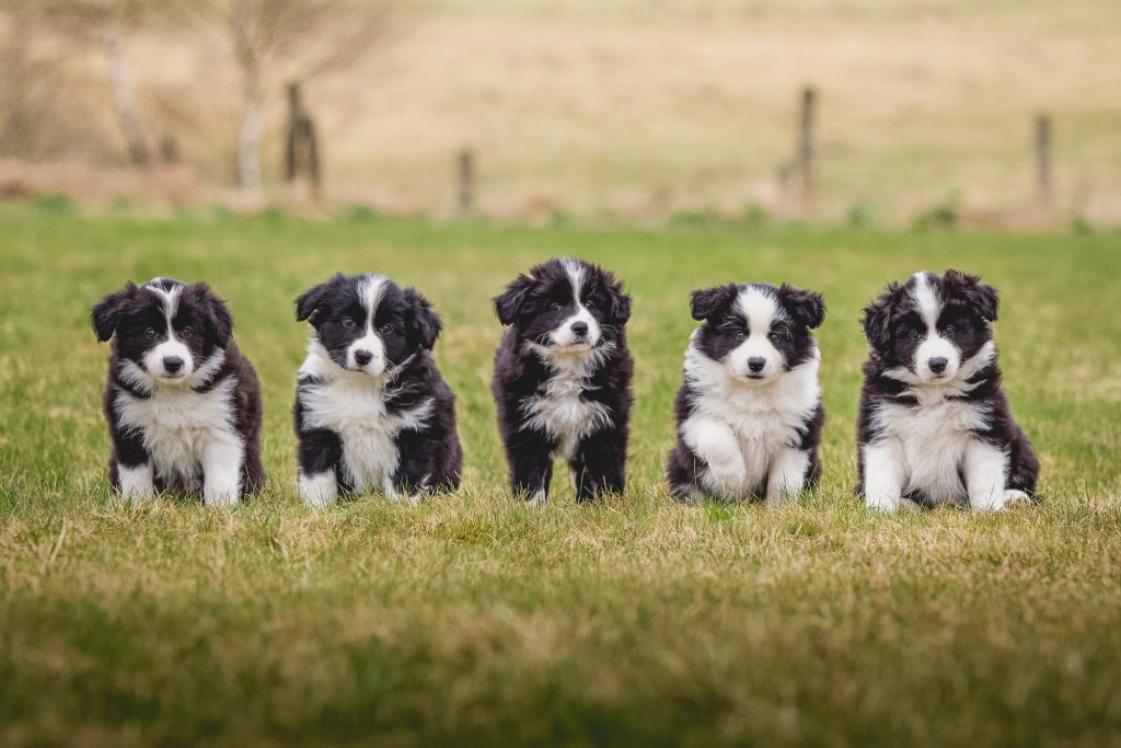 Die Zeit rennt: unsere Border Collie Welpen sind sieben Wochen alt